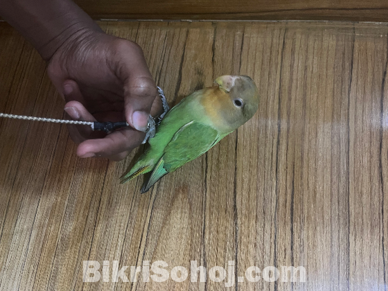 Green Fisher Love Bird Female